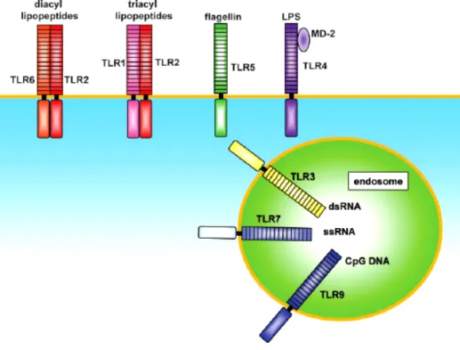 Figure 1.1. The TLR family members recognize specific patterns of microbial  components