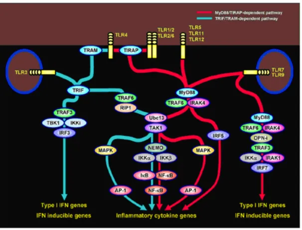 Figure 1.2. The MyD88-dependent and MyD88-independent TLR signaling pathways  (Adopted from Akira, 2005)