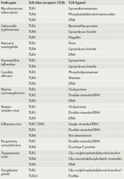 Table 1.2. Types of ligands that pathogens expressed, for multiple TLRs (Adopted  from; Trinchieri, 2007)