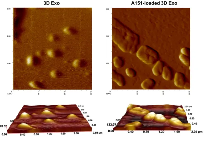 Figure  3.2.  AFM  images  of  3D  UCX  exosomes  before  and  after  A151  ODN  loading