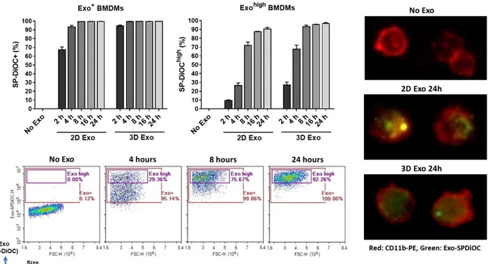 Figure 3.9. Time-dependent binding and uptake of 2D- and 3D-exosomes by mouse BMDMs. SP- SP-DiOC-labeled exosomes were incubated with 2.5x10 5  cells/well BMDMs in a concentration of 20 μg/ml  for  the  indicated  time  points