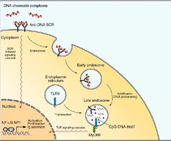 Figure 2. Self-DNA containing immune complexes is recognized by TLR9 and lead to  the autoimmune disorder, SLE