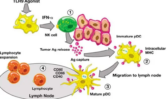 Figure 8. Proposed mechanism of CpG ODN-mediated anti-tumor activity (Krieg, 2008). 