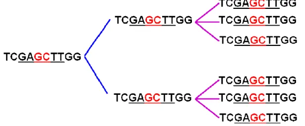 Figure 12. ODN423: Schematic representation of the ODN423 formation via the use of a  bifunctional linker for G=2 and a trifunctional linker for G=3 at the 3` ends of ODN 1471  sequences