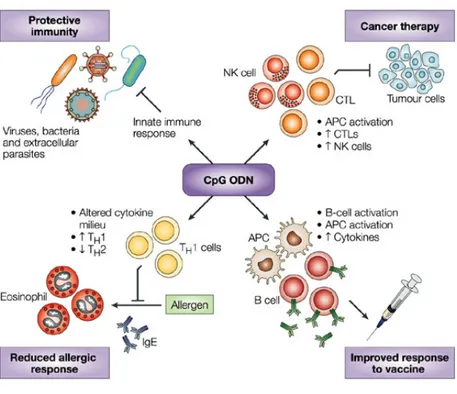 Figure 1.7. Potential therapeutic uses of CpG ODNs. (Adopted from [141]). 