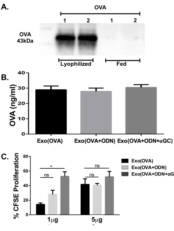 Figure 3.5. Exosomes can be loaded with different antigens and adjuvant at the  same time