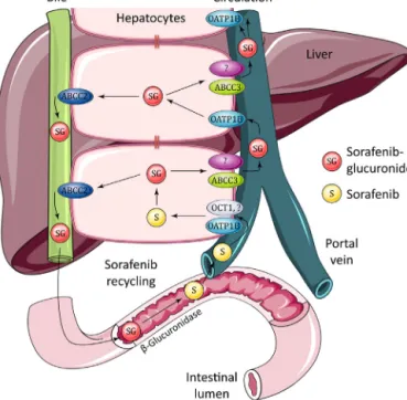 Fig. 4. Schematic diagram of hepatocyte hopping of sorafenib glucuronide and possible recirculation of sorafenib