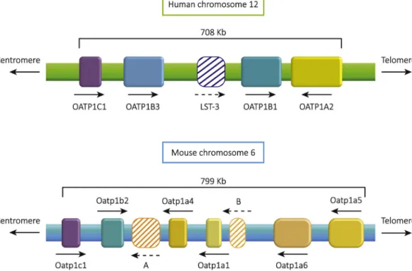 Fig. 1. Comparison of the human and mouse OATP1A/B/C gene clusters. The human OATP1A/B/C gene cluster is located on chromosome 12p