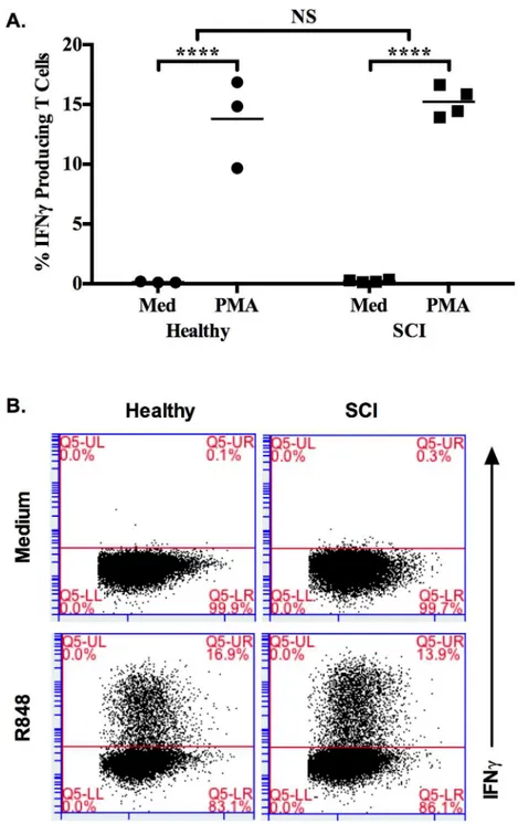 Fig 4. PMA-Ionomycin stimulation induced similar IFNγ producing T cells from healthy and SCI PBMCs