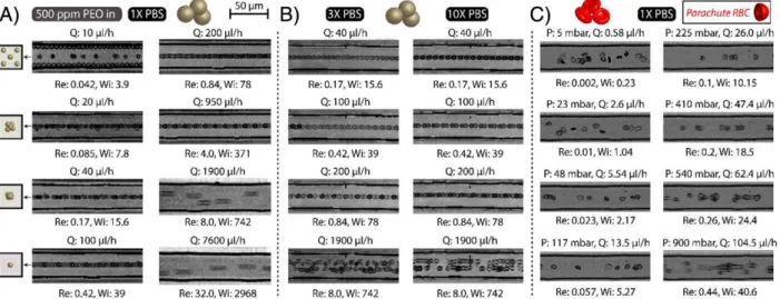 Figure 3. Image stacks of focusing of 6 ␮m diameter PS beads and RBCs. (A) PS beads suspended in 500 ppm, PEO 5MDa dissolved in 1X PBS solution