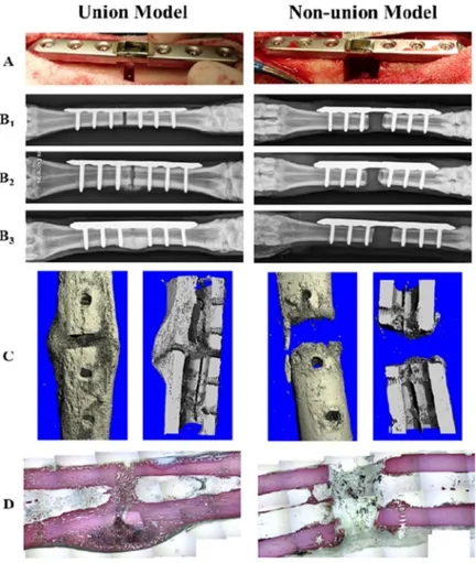 Figure 4. (A) Digital images obtained at the time of surgery that demonstrate the different osteotomy gaps used to model the union (4.8  1.2 mm) and  non-union (13.8  1.0 mm) healing conditions