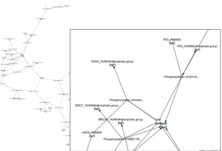 Figure 1.3: Cytoscape representation of the pathway of ATM mediated phospho- phospho-rylation of repair proteins [3].