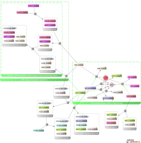 Figure 1.4: VISIBIOweb representation of the pathway of ATM mediated phos- phos-phorylation of repair proteins (abstractions at different levels are shown) [4].