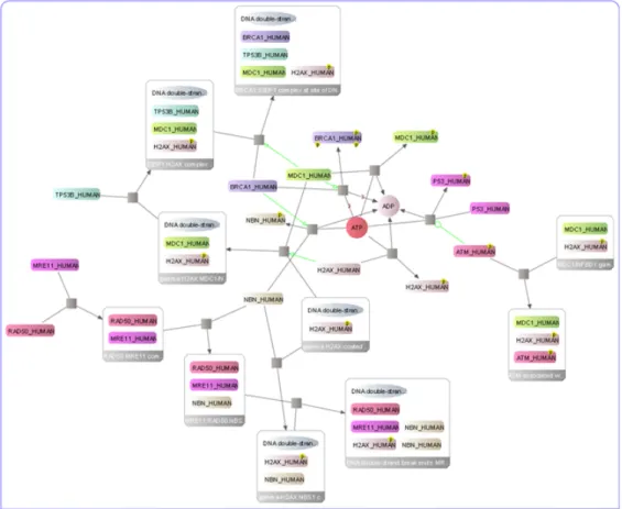 Figure 1.5: VISIBIOweb representation of the pathway of ATM mediated phos- phos-phorylation of repair proteins (cellular compartments are shown with clustered structure) [4].
