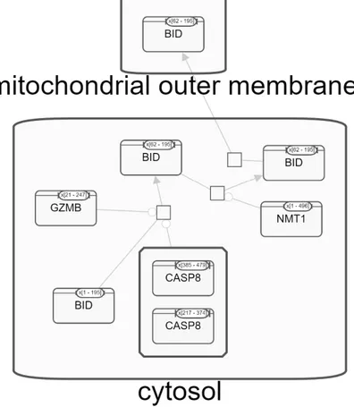 Figure 1.2: Visual representation of Activation of BID and translocation to mi- mi-tochondria in Pathway Commons [2]