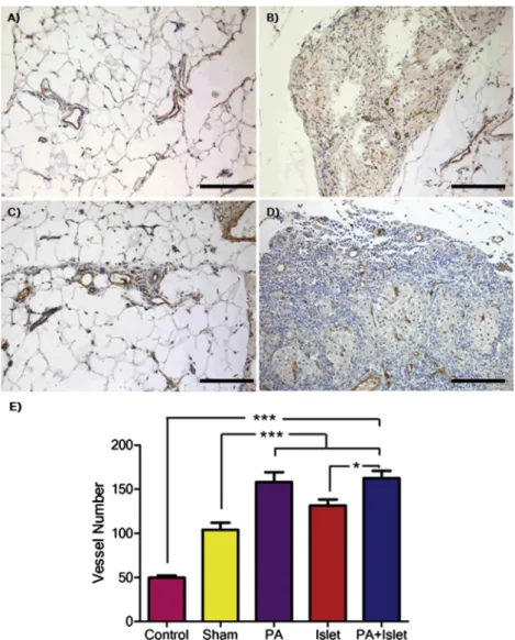 Fig. 7. Immunohistochemical staining of blood vessels by using the von Willebrand Factor in the omenta and quantiﬁcation of blood vessels