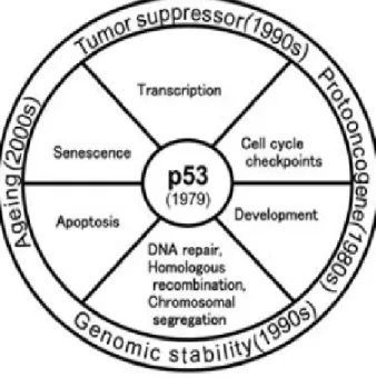 Figure 1.1: Diagrammatic illustration of the history of p53 functions since its discovery in 1979