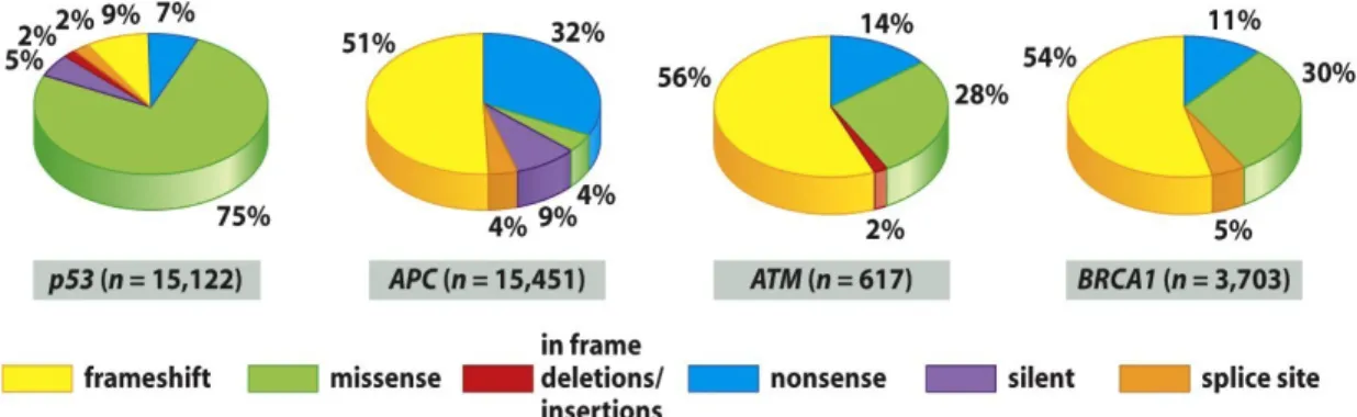 Figure 1.2: High frequency of missense mutations affecting p53 compared to other tumor suppressors
