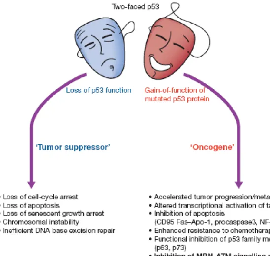 Figure 1.3: p53: a two-faced cancer gene. (Kastan MB and Berkovich E, 2007) [14] 