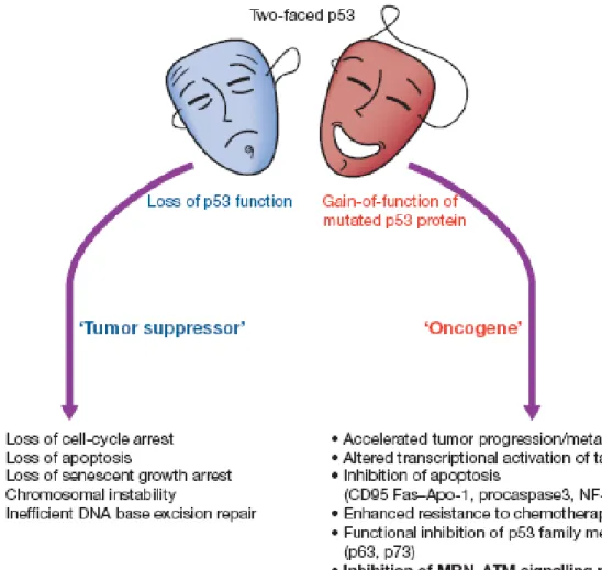 Figure 1.3: p53: a two-faced cancer gene. (Kastan MB and Berkovich E, 2007) [14] 