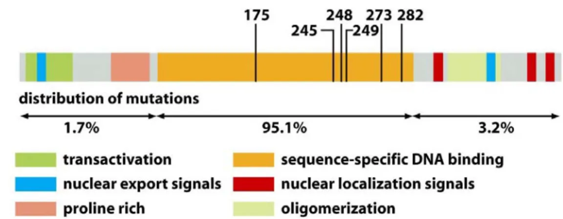 Figure 1.4: Distribution of p53 mutations. (Weinberg RA, 2006) [11] 