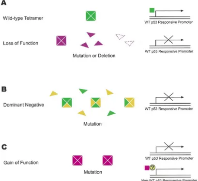 Figure 1.5: Proposed mechanisms for the role of p53 mutations in tumorigenesis. 