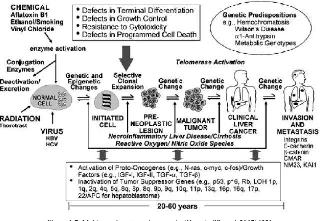 Figure 1.7: Multistage hepatocarcinogenesis. (Hussain SP et al, 2007) [32] 