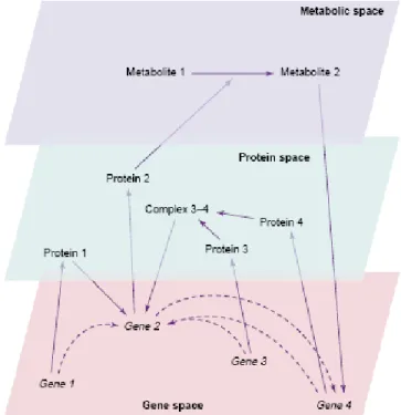 Fig. 1.8: An example of a biochemical network. Molecular constituents (nodes of the network) are organized in  three levels (spaces): mRNAs, proteins, and metabolites
