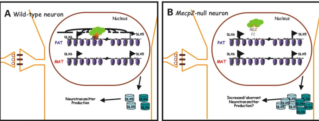 Figure 1.6 MeCP2 repression of Dlx5 imprinted gene. A) In wild type neurons Dlx5  is  paternally  imprinted  via  MeCP2  mediated  repression  by  recruiting  histone   co-repressor complex