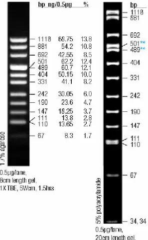Figure 2.1 Sizes of the fragments of PUC  mix marker, 8 and appearance on both  agarose and polyacylamide gel electrophoresis (MBI Fermentas web site) 