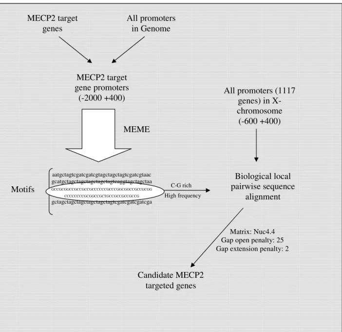 Figure 2.5 Schematic Representation of MECP2 target gene search on X  chromosomes via bioinformatic analysis