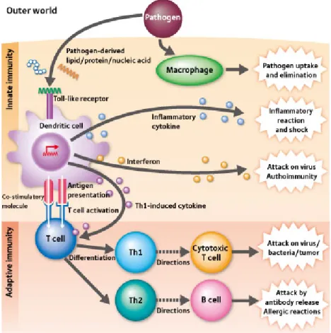 Figure 1.2: Innate response triggered by PRR-PAMP interactions induces and instruct adap- adap-tive immunity through proinflammatory cytokines and dendritic cell mediated antigen  pre-sentation to T-cells