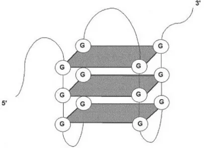 Figure 1.3: Representation of the G-tetrad structure of A151, formed through Hoogsteen hydrogen bonding among G bases.