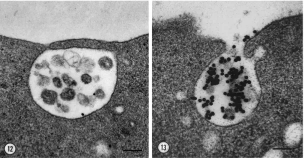 Figure 1.9: Electron microscopy image of exosomes released by exocytosis of MVEs. Col- Col-loidal gold-conjugated transferrin were internalized by reticulocyte transferrin receptors and enabled the visualization of such secretion mechanism by electron micr