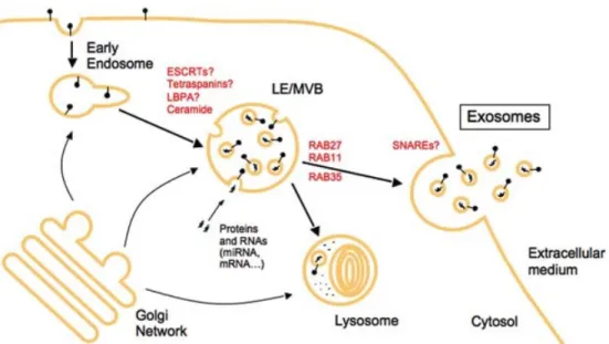 Figure 1.10: Exosomes originate from invaginating MVBs under control of complex events and factors