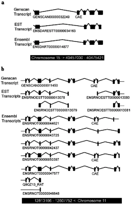 Figure 4.1. The exon/intron structure of Ensembl Transcripts a The exon/intron structure  of ENSDART00000014877 which corresponds to 3’ of zebrafish robo2 is shown in detail  (www.ensembl.org)