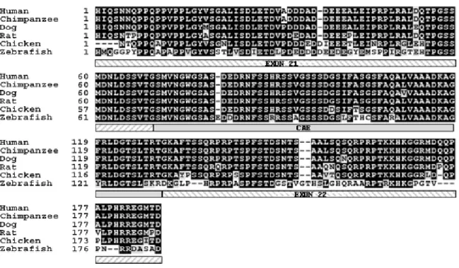Figure  4.2.  Multiple  alignment  of  the  robo2  protein  sequences  for  the  human,  rat,  chimpanzee,  dog,  chicken,  and  zebrafish  was  performed  using  ClustalW  1.8  in  BCM  Search  Launcher  (http://www.searchlauncher.bcm.tmc.edu/)  and  then