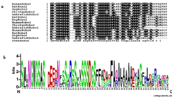 Figure  4.3.  Multiple  alignment  of  robo  proteins  and  weblogo  representation  a  Multiple  alignment of the protein sequences of robo proteins from different species