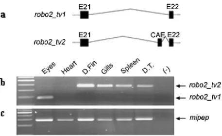 Figure  4.4.  Genomic  representation  and  differential  expression  of  robo2  alternative  isoforms in zebrafish adult tissues