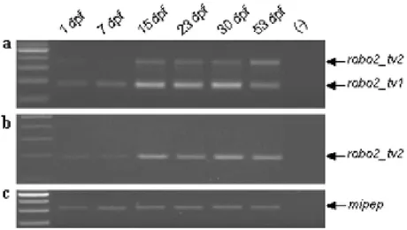 Figure 4.6. The expression of robo2 isoforms during zebrafish development. a RT-PCR  results with the primer pair E21F–E22R (expected amplicon sizes 172 and 358, with and  without  CAE,  respectively)  performed  on  cDNAs  from  various  stages:  1,  7,  