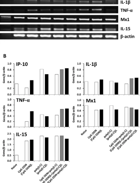 Figure 3.8. Expression of cytokine-related genes in BM-DCs after stimulation  with free or encapsulated poly(I:C) and CpG ODN