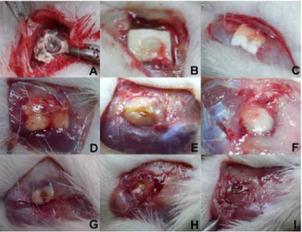 Fig. 6.2 Gross wound conditions: (A) 3 days, (B) 1 week, (C) 2 weeks, (D) 3 weeks, (E) 4 weeks, (F) 5 weeks, (G) 6 weeks, (H) 7 weeks, and (I) 8 weeks