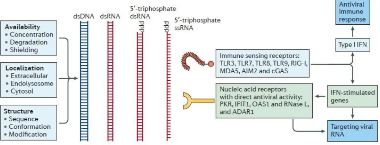Figure 1.1: Nucleic acid recognizing receptors [12]. 