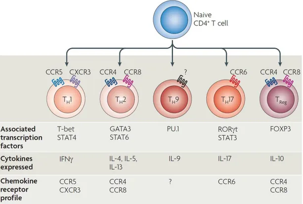 Figure 1.2: Naïve CD4 +  T cells differentiate into variety of subsets [17]. 