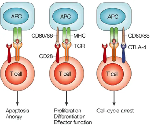 Figure 1.4: Under different conditions TCR engagement leads to separate T cell fate [26]
