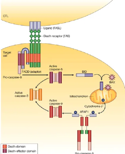Figure  1.5:  FAS  ligand  expressed  on  CD8  T  cells  induce  apoptotic  cell  death  upon  interacting with FAS receptor (CD95) on target cell [33]