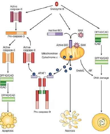Figure 1.6: Granzyme B induced cell death pathways [33]. 