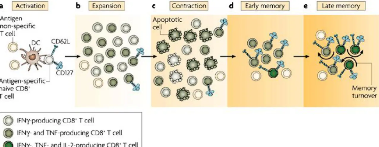 Figure 1.7: CD8+ T cell fate upon infection or vaccination [45]. 