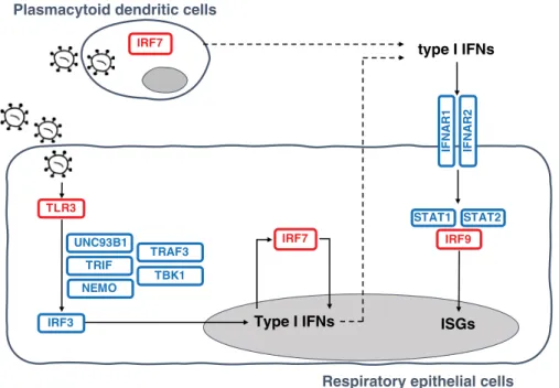 Fig. 2. Illustration of TLR3- and IRF7-dependent type I IFN production and amplification circuit.