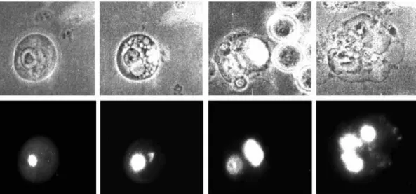 Fig. 5. Estimation of the level of vector-dependent MC1D-EGFP expression, p53 expression and p21Cip1(WAF1) expression in EAT cells